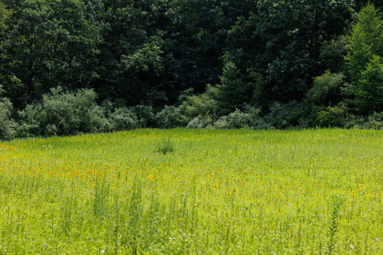 Assunpink Stone Tavern Lake Trail -