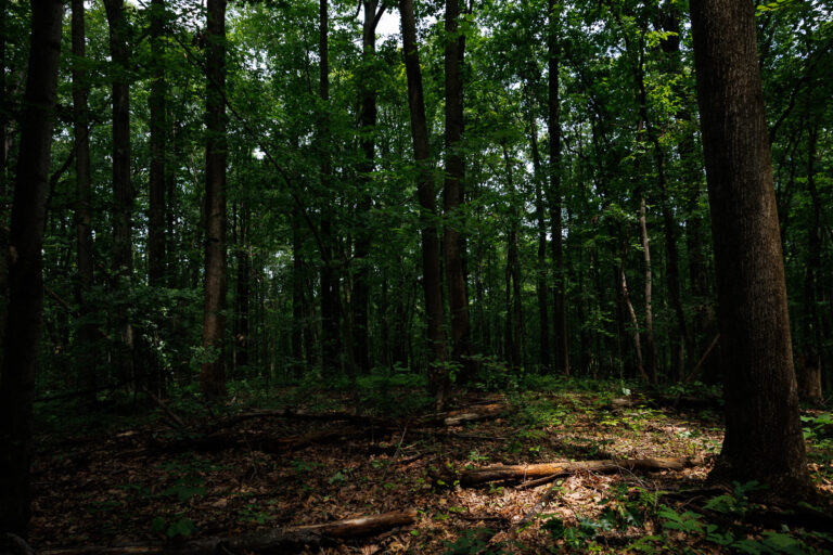 Assunpink Stone Tavern Lake Trail -