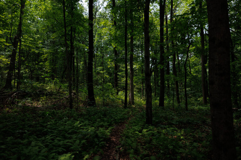 Assunpink Stone Tavern Lake Trail -