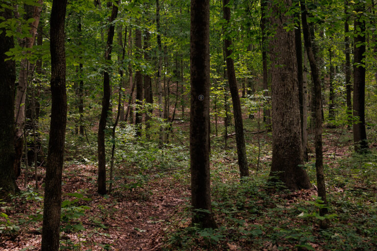 Assunpink Stone Tavern Lake Trail -