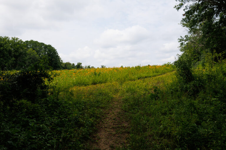Assunpink Stone Tavern Lake Trail - Flower field by boat launch