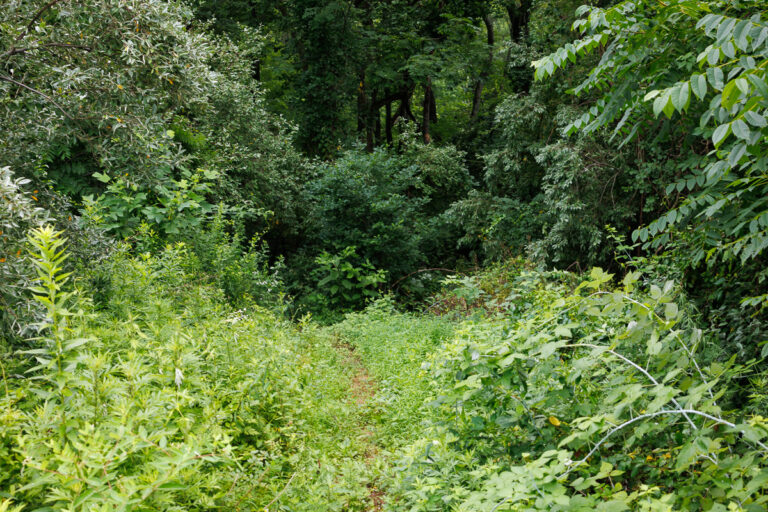 Assunpink Stone Tavern Lake Trail -