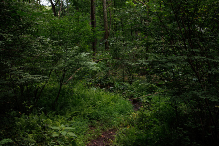 Assunpink Stone Tavern Lake Trail -
