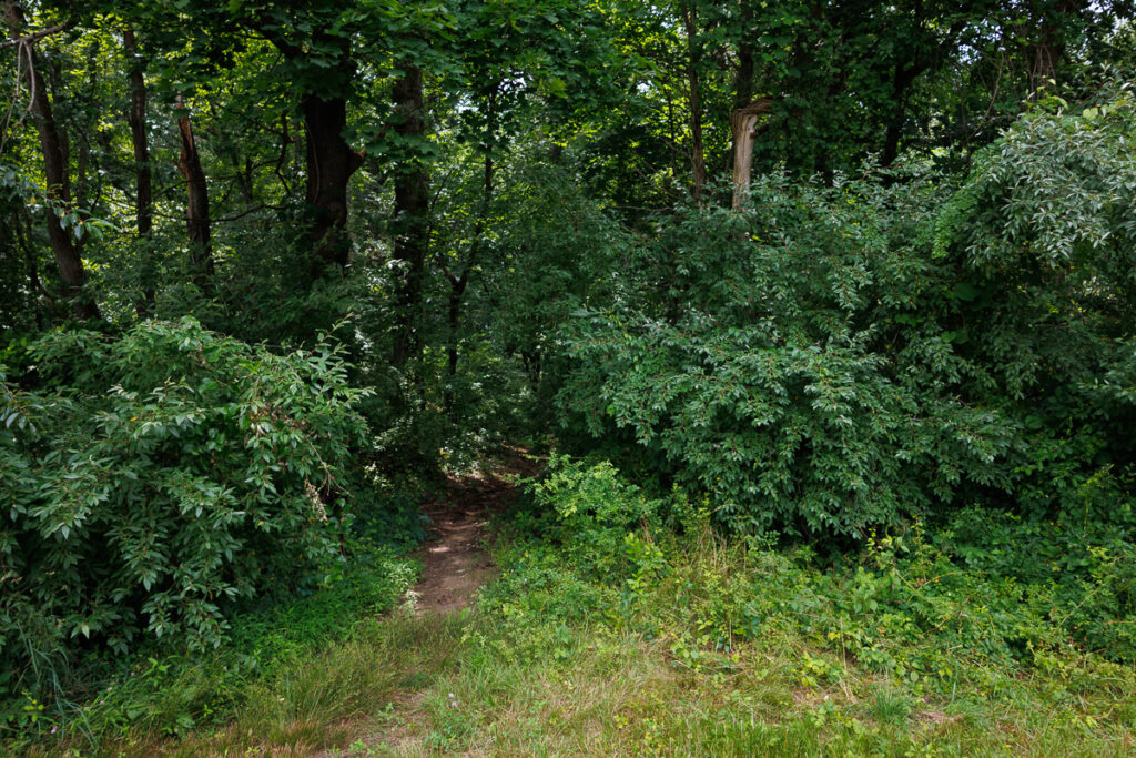 Assunpink Stone Tavern Lake Trail -