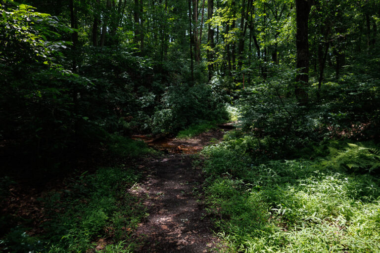 Assunpink Stone Tavern Lake Trail -