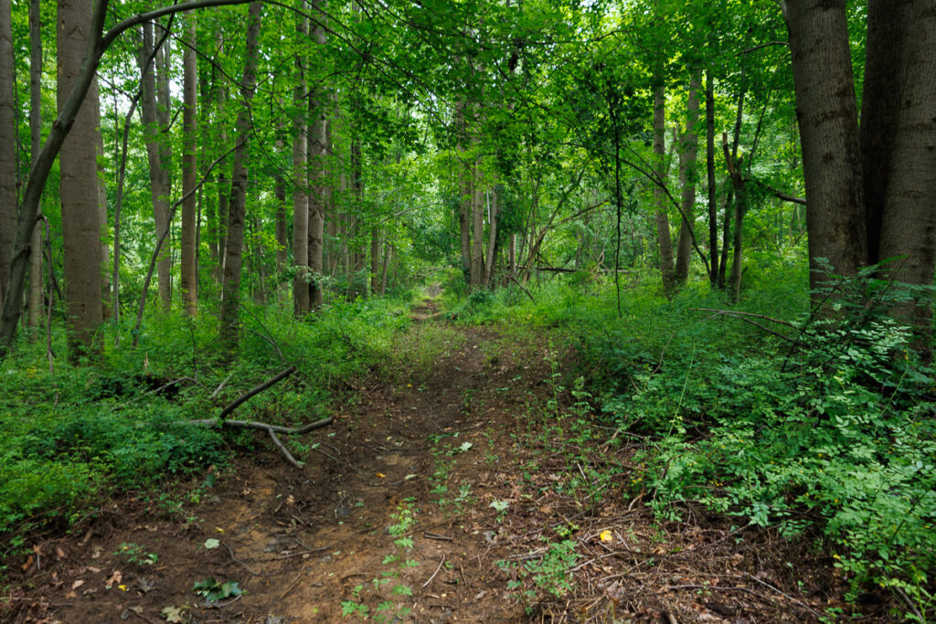 Assunpink Stone Tavern Lake Trail - Forest