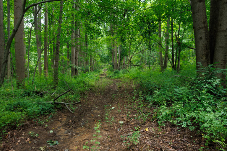 Assunpink Stone Tavern Lake Trail - Forest