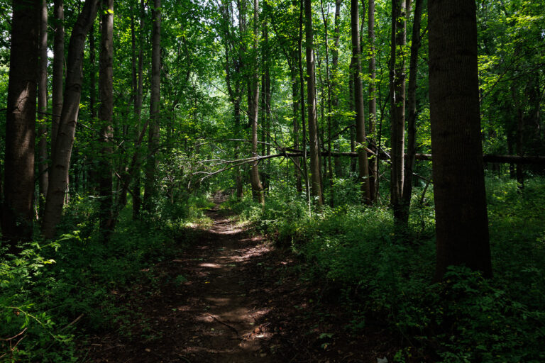 Assunpink Stone Tavern Lake Trail -