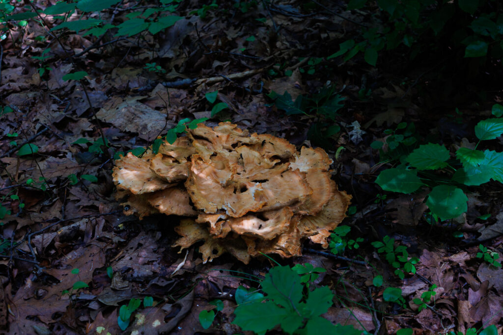 Assunpink Stone Tavern Lake Trail - Mushrooms
