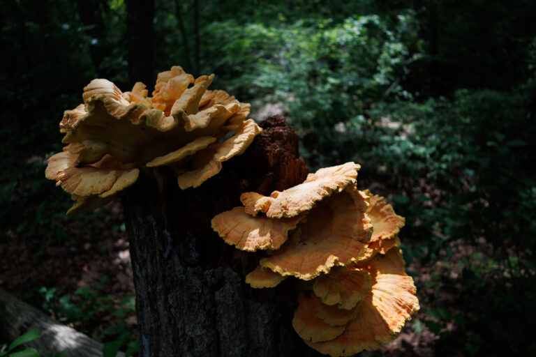 Assunpink Stone Tavern Lake Trail - Mushrooms