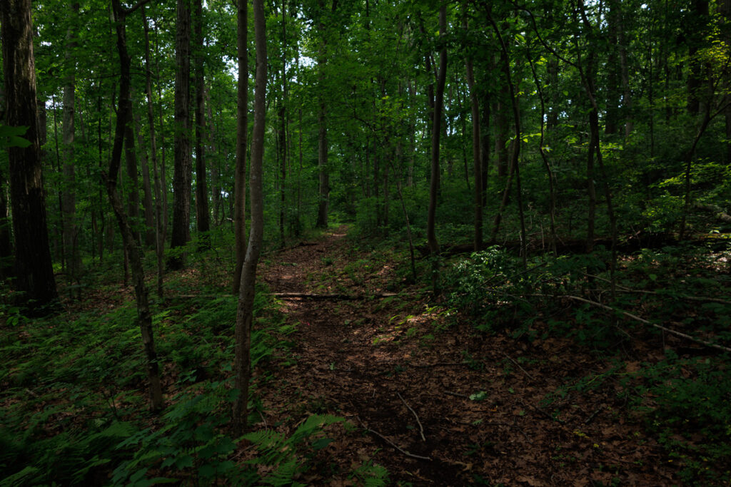 Assunpink Stone Tavern Lake Trail - Trail