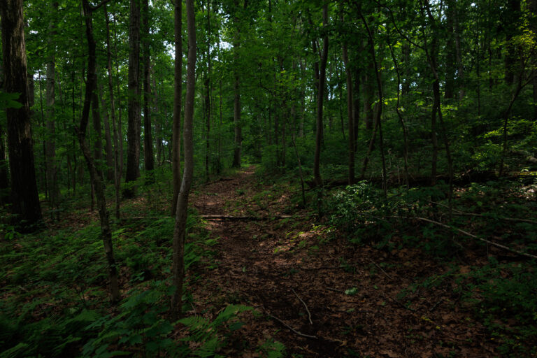 Assunpink Stone Tavern Lake Trail - Trail