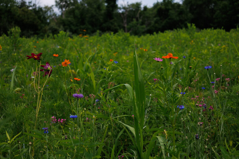 Assunpink Stone Tavern Lake Trail - Flower field by boat launch.