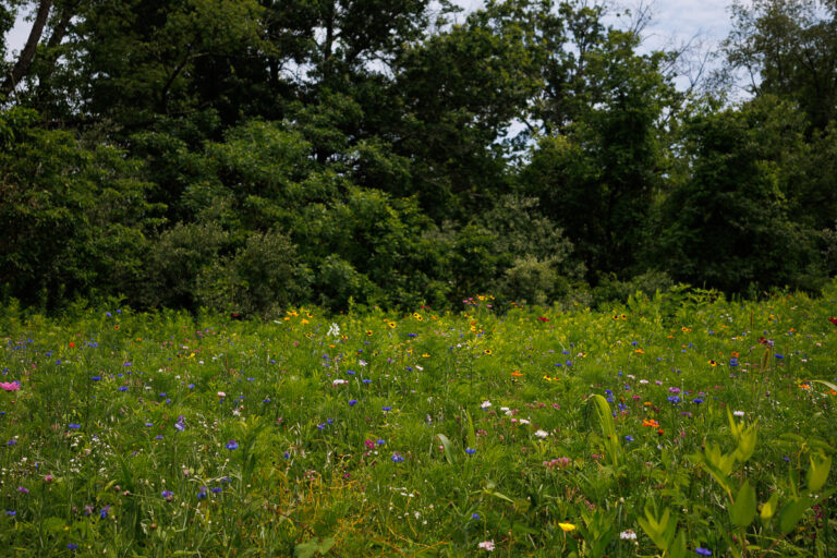 Assunpink Stone Tavern Lake Trail - Flower Field by boat launch.