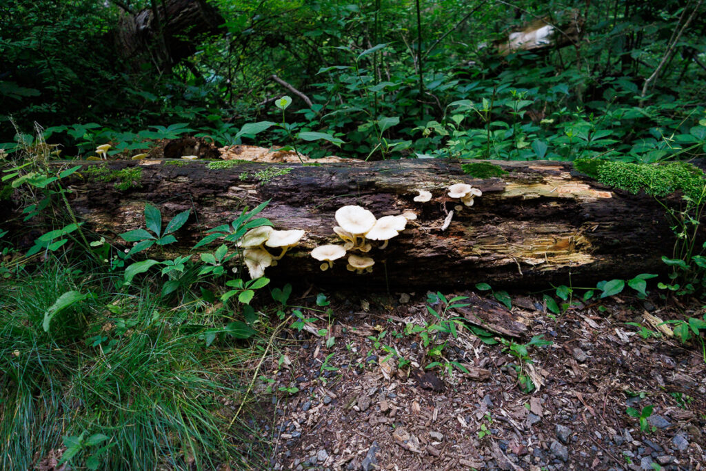 Hacklebarney State Park - Mushrooms on a fallen tree