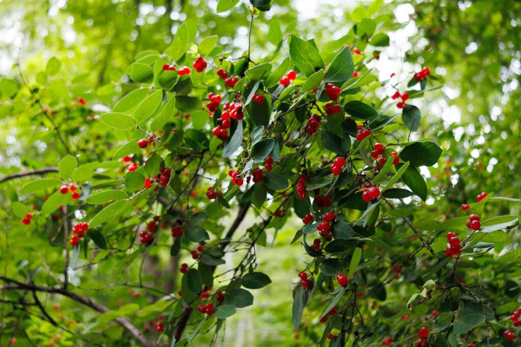 Hacklebarney State Park - Berries on a bush
