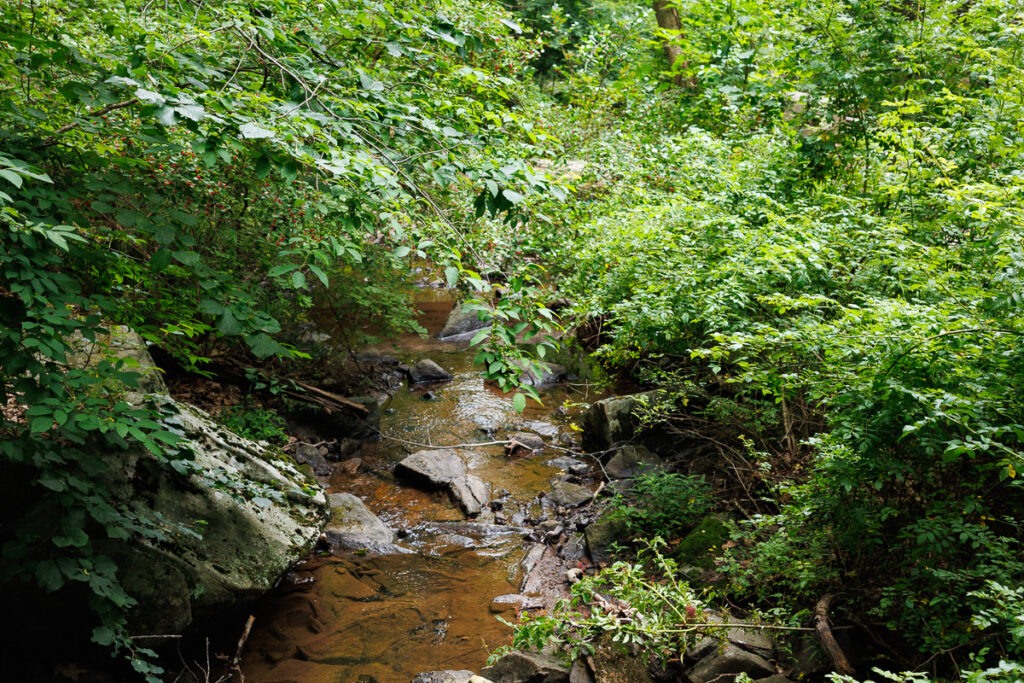 Hacklebarney State Park - Wooded area with water