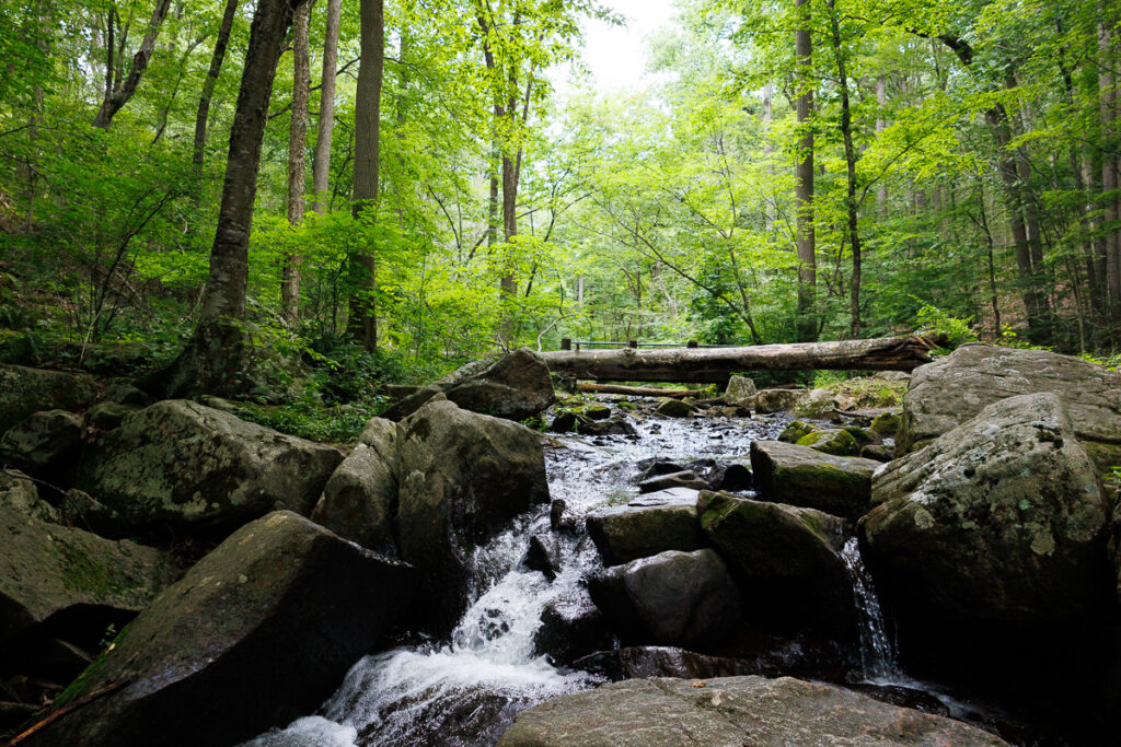Hacklebarney State Park - Fallen tree over the water