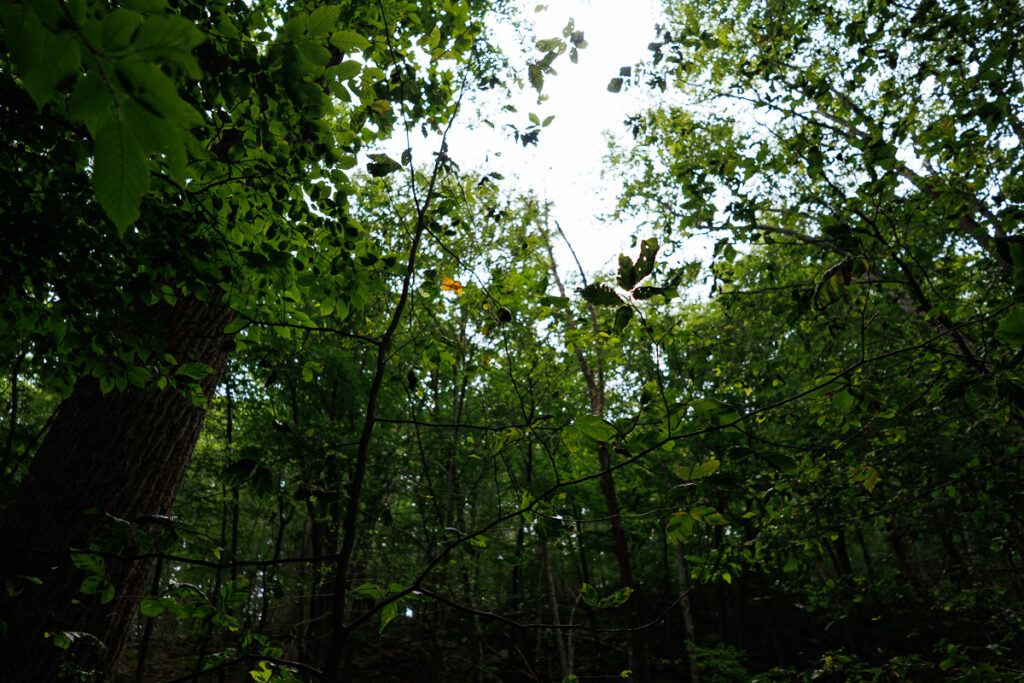 Hacklebarney State Park - View into the trees
