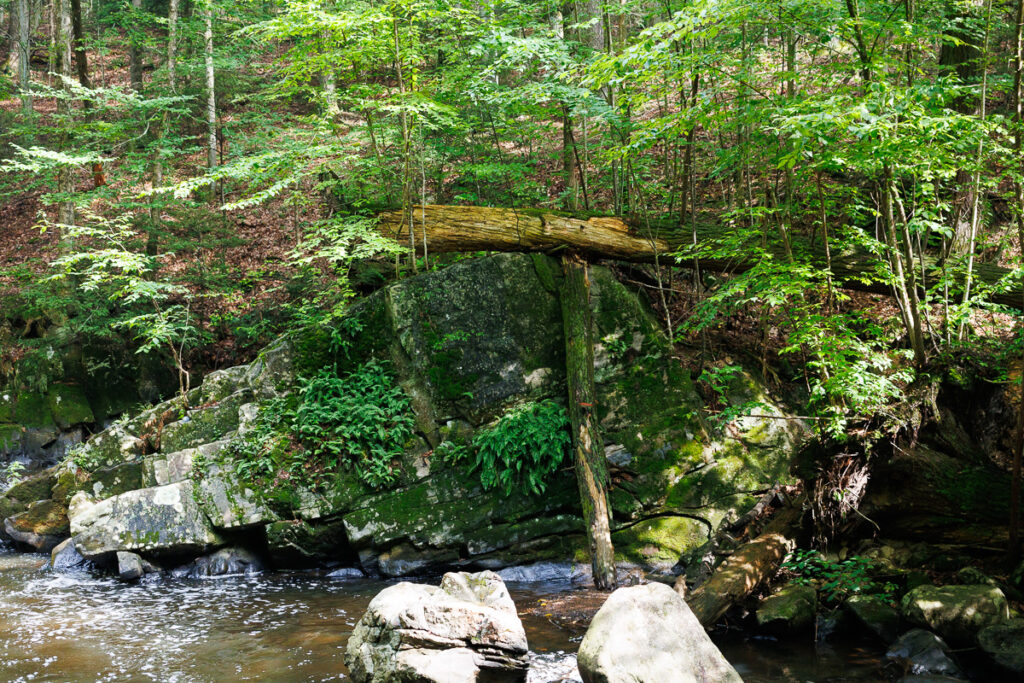 Hacklebarney State Park - Fallen Trees held up by another tree