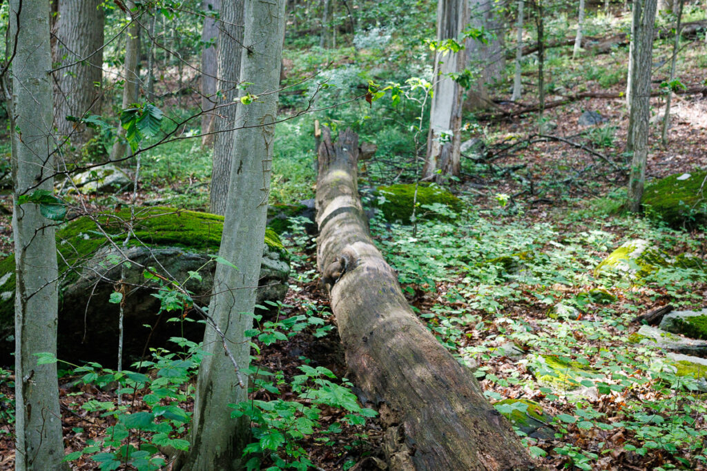 Hacklebarney State Park - Fallen Tree