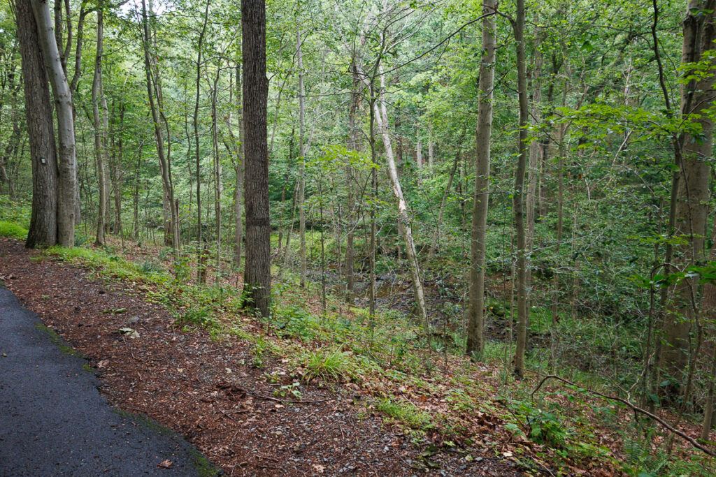 Hacklebarney State Park - Forest Landscape next to paved trail