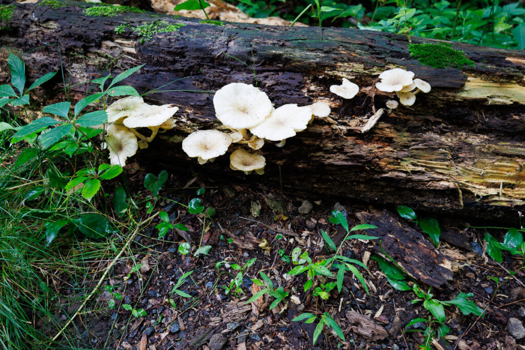 Hacklebarney State Park - Photo of mushrooms