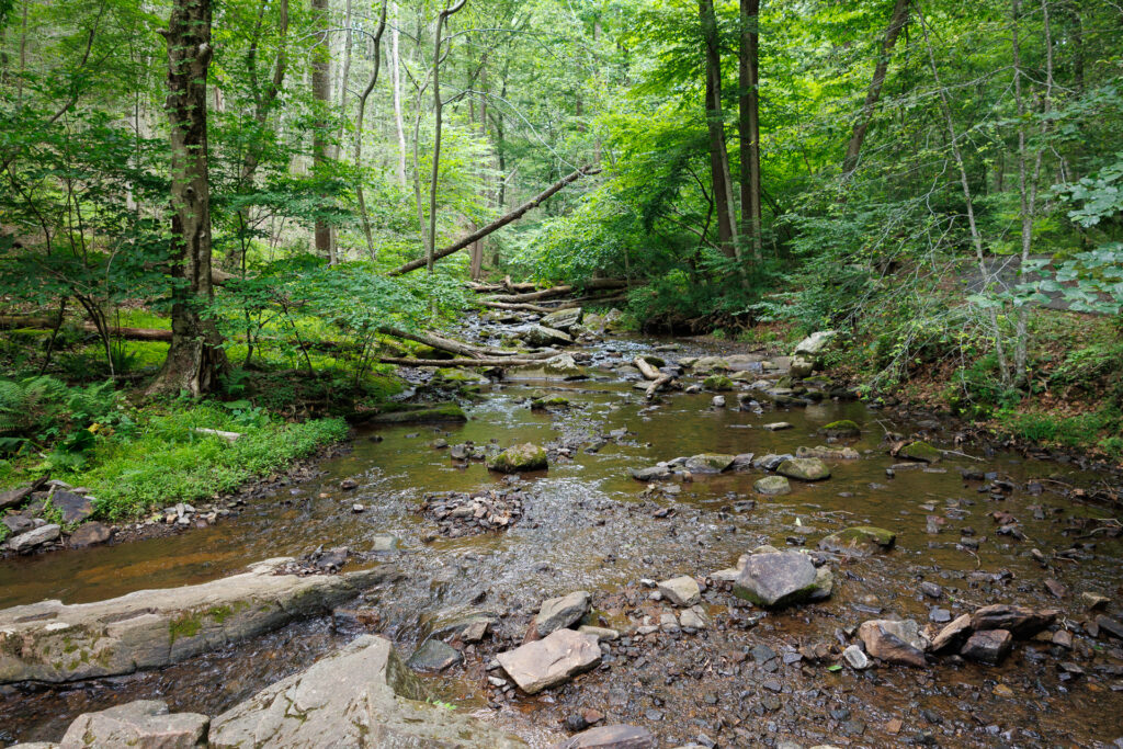 Hacklebarney State Park - View of water and fallen trees.